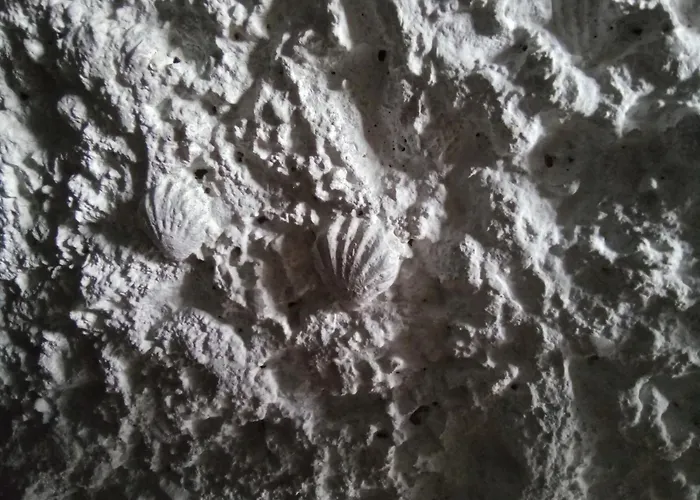 Les Coquillages Villa Essoyes photo