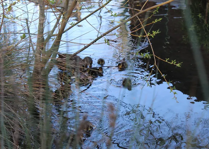 La Chabrouchine Bed and Breakfast Troyes foto